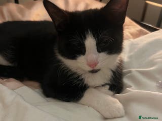 Domestic Shorthair cats Adorable Russian Blue Boy & 5 Months Female - Advert 5