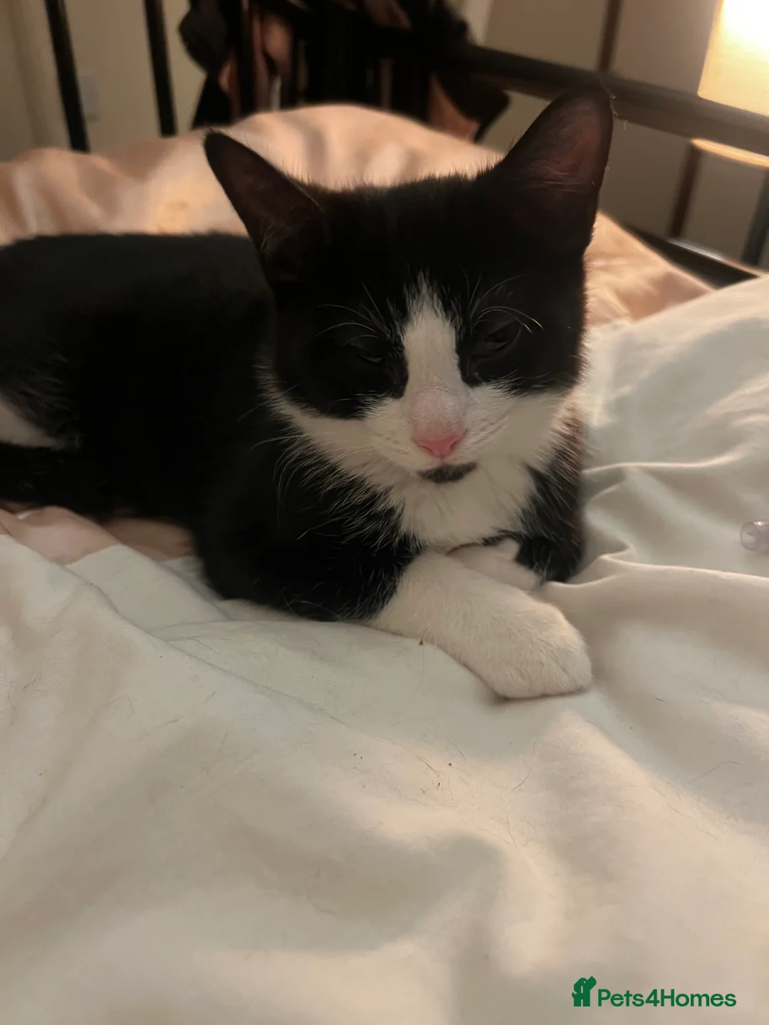 Domestic Shorthair cats for sale: Adorable Russian Blue & Domestic Shorthair - Advert 4