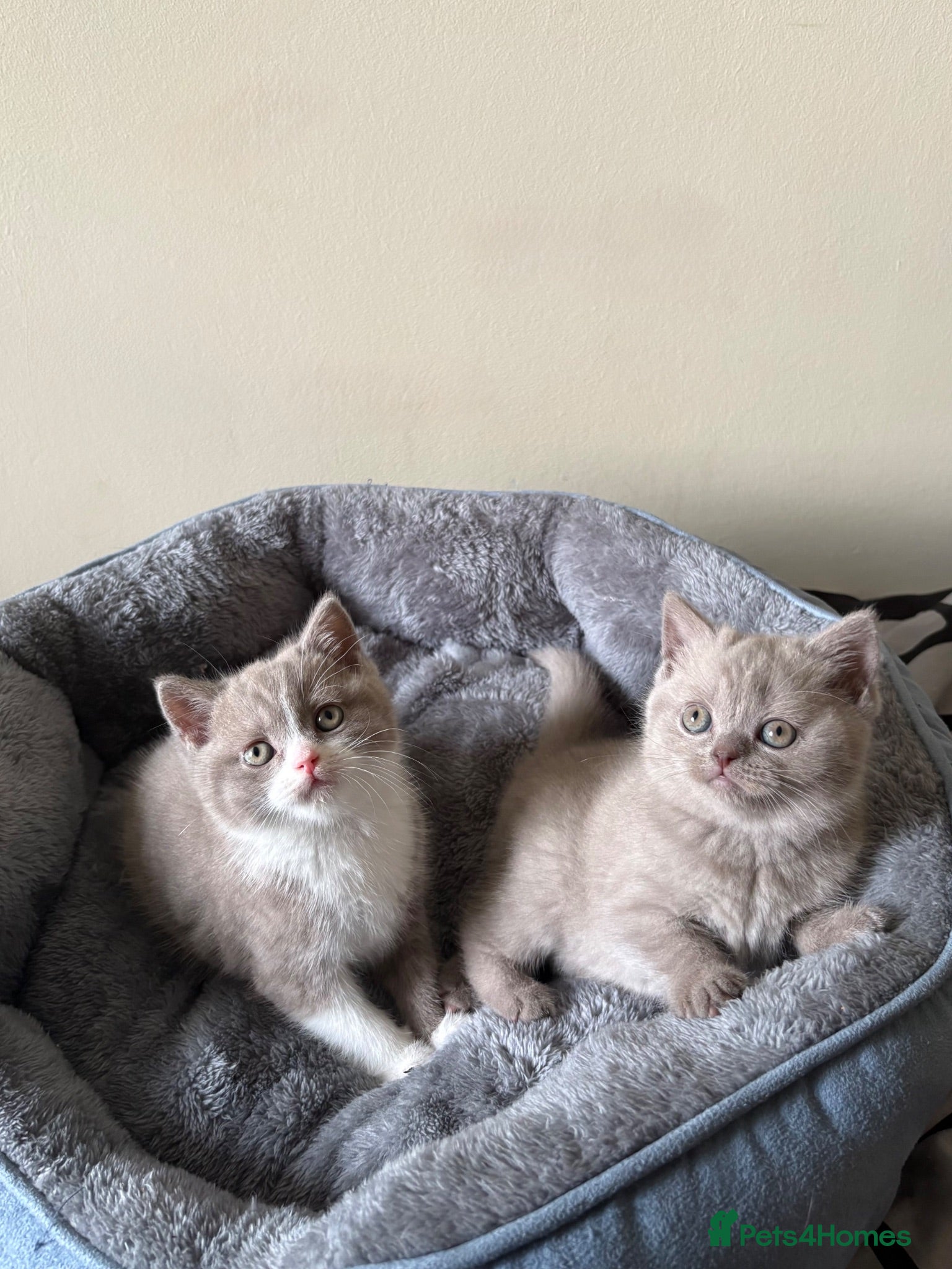 British Shorthair cats British Shorthair Kittens for Sale - Advert 2
