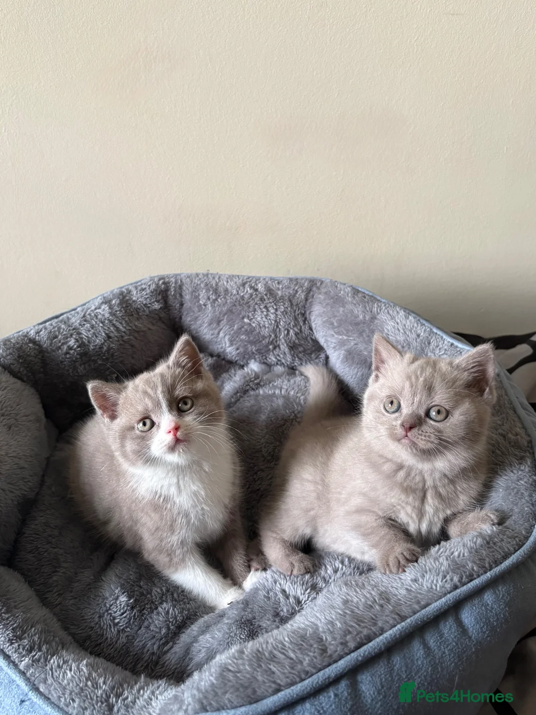 British Shorthair cats for sale: British Shorthair Kittens for Sale - Advert 2