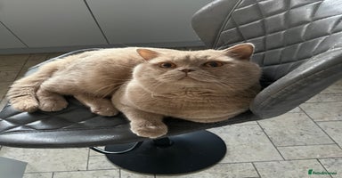 British Shorthair cats - Advert 4