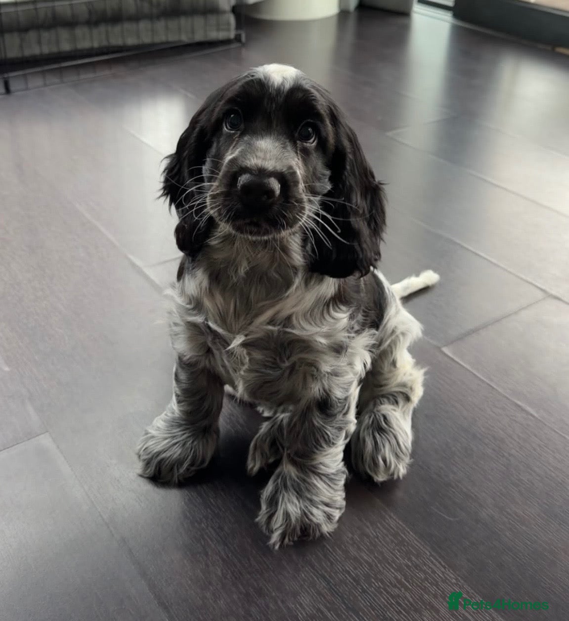 Cocker Spaniel dogs Health Tested Parents KC Registered Show Cockers  - Advert 18