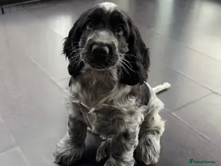 Cocker Spaniel dogs Health Tested Parents KC Registered Show Cockers - Advert 1