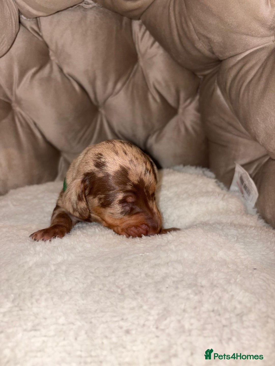Dachshund dogs for sale: 6 mini dachshunds looking for there forever home  - Advert 16