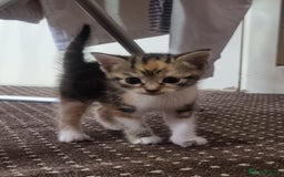 Mixed Breed cats for sale: Looking for forever home - Image 8