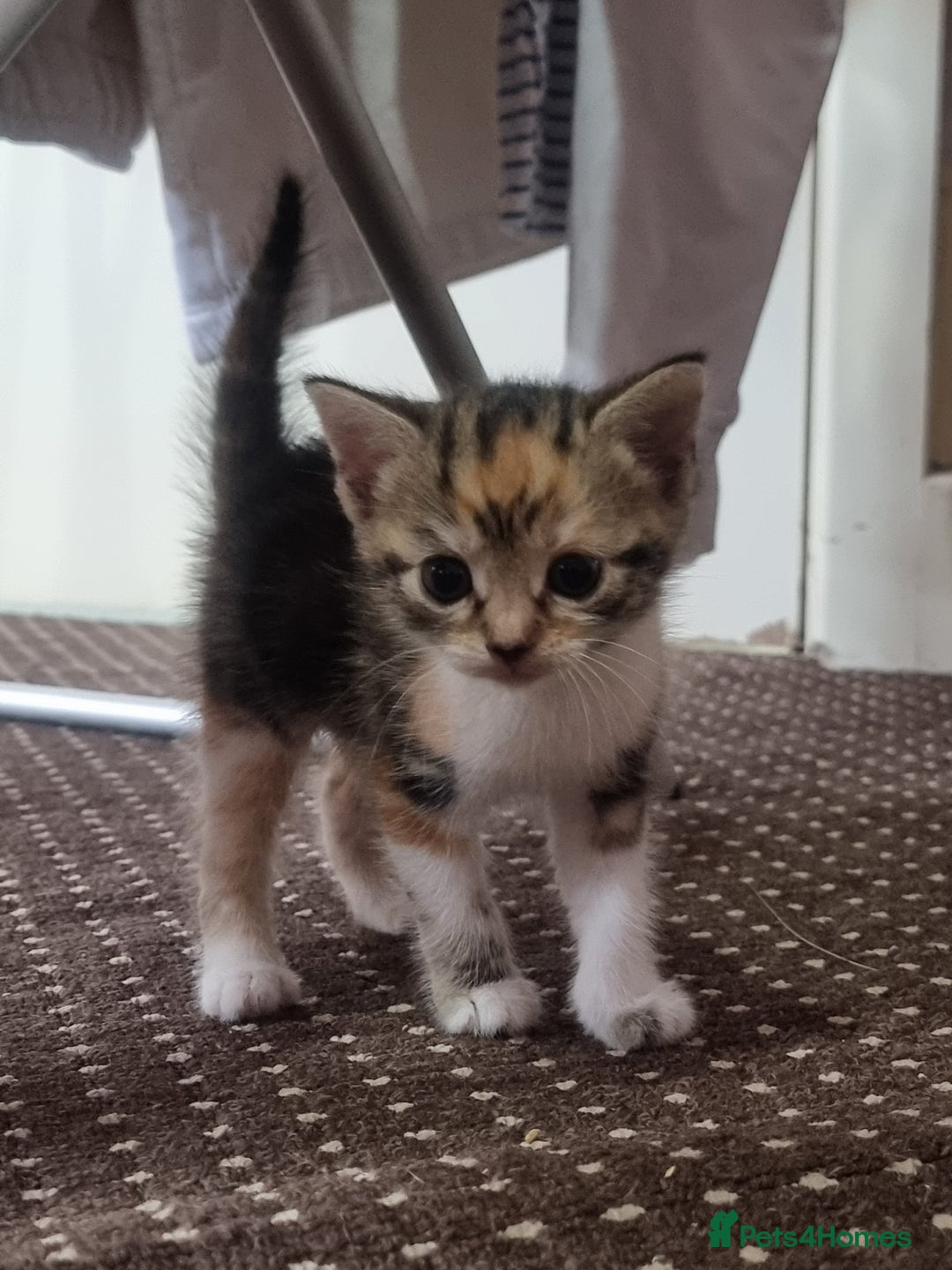Mixed Breed cats for sale: Looking for forever home - Image 8