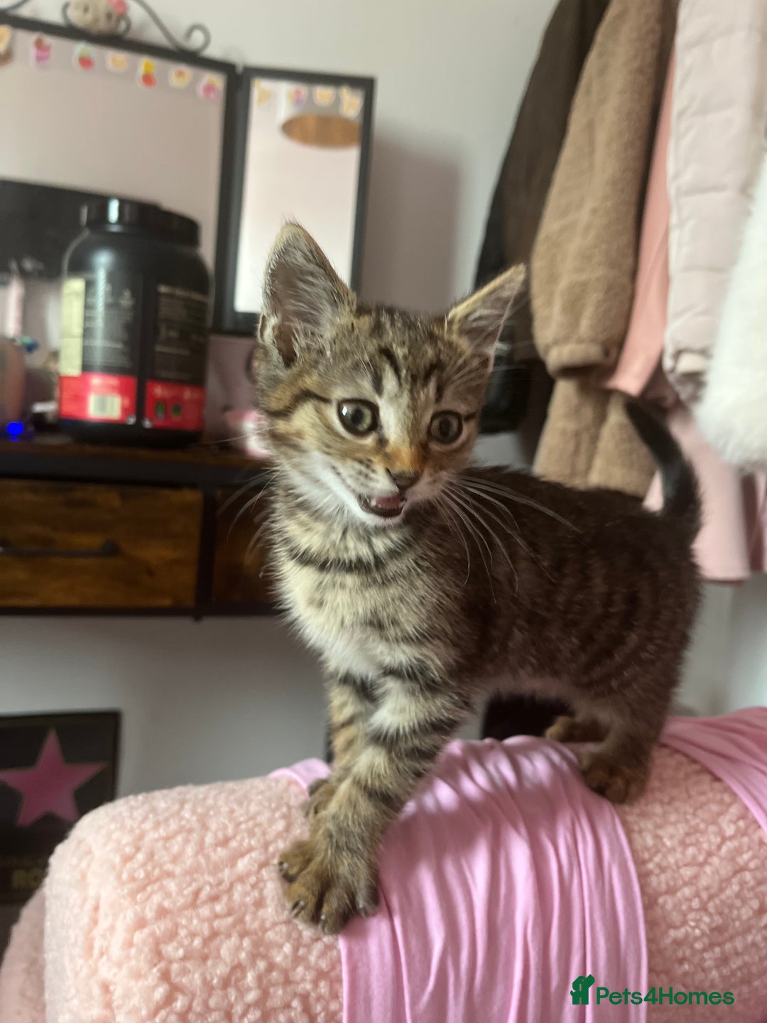 Domestic Shorthair cats for sale: Loving Male Tabby For Sale - Image 4