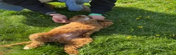 Cockapoo dogs for sale: Fully Vaccinated Ready to leave Red, Cockpoo Male - Advert 4