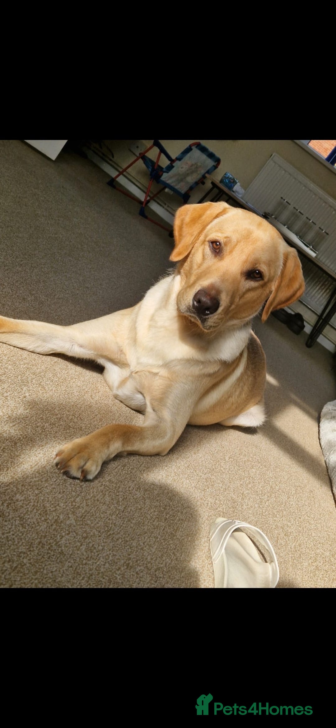 Labrador Retriever dogs for sale: Champagne Labrador 3 years. Thor - Advert 1