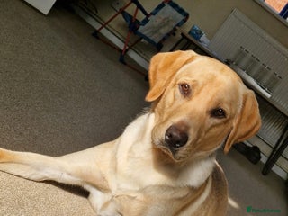 Labrador Retriever dogs Champagne Labrador 3 years. Thor - Advert 1