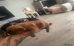 French Bulldog dogs for sale: 9 Day old French Bulldog Puppies - Image 21