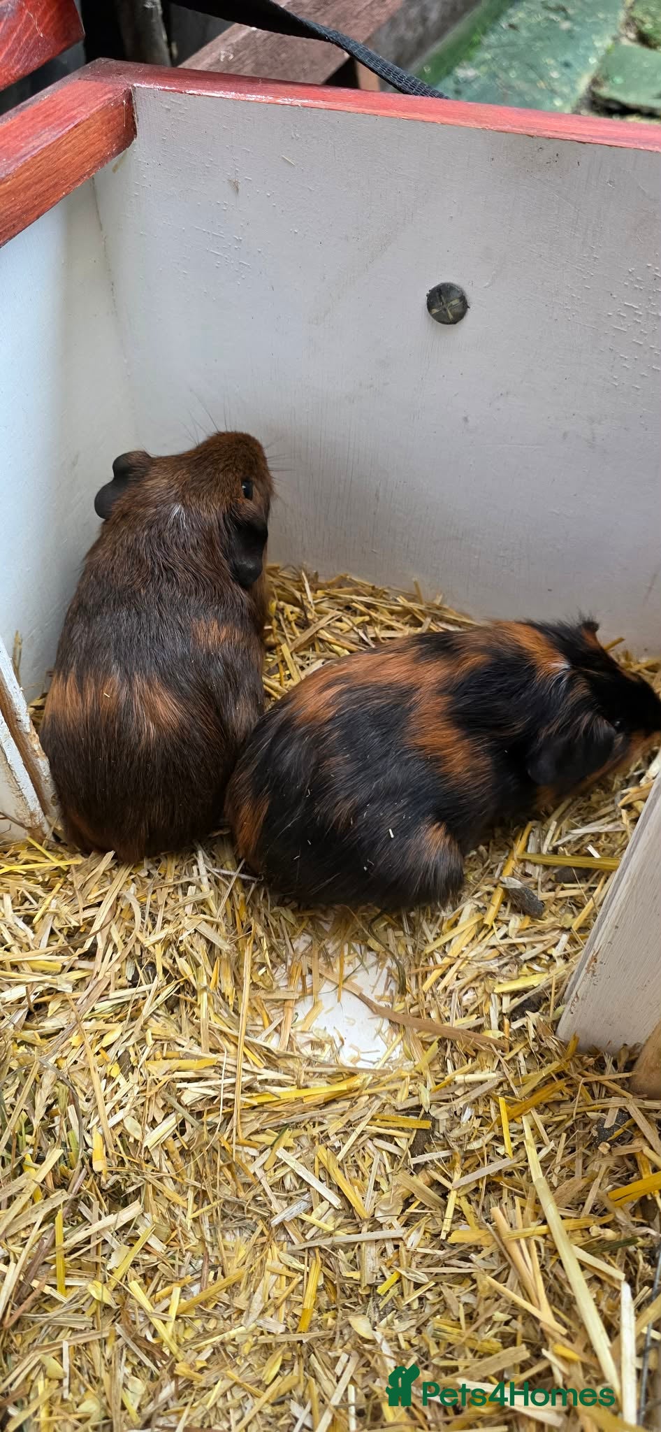 Guinea Pig rodents Guinea pig babies looking for their forever homes - Advert 14