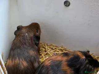 Guinea Pig rodents Guinea pig babies looking for their forever homes - Advert 14