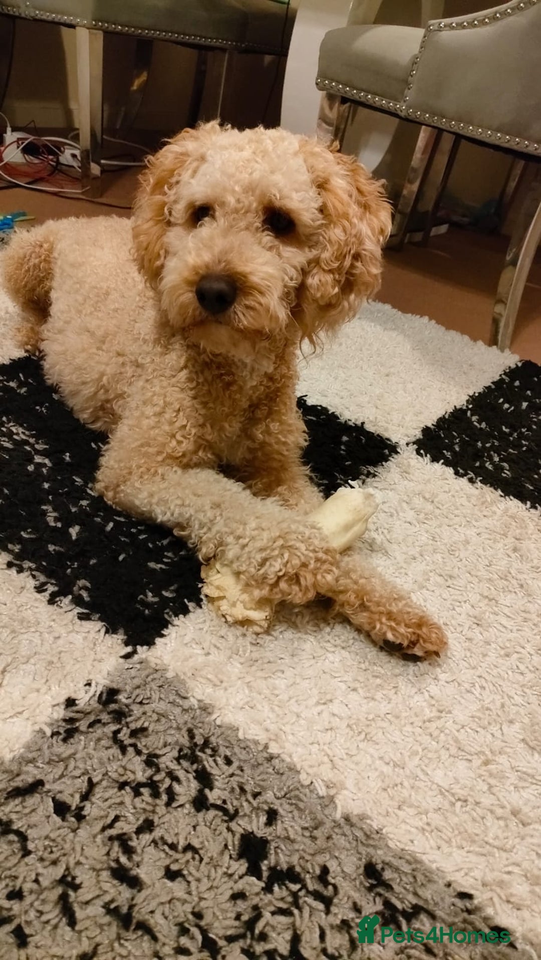 Cockapoo dogs for sale: 15 months Cockapoo F1 - Image 3