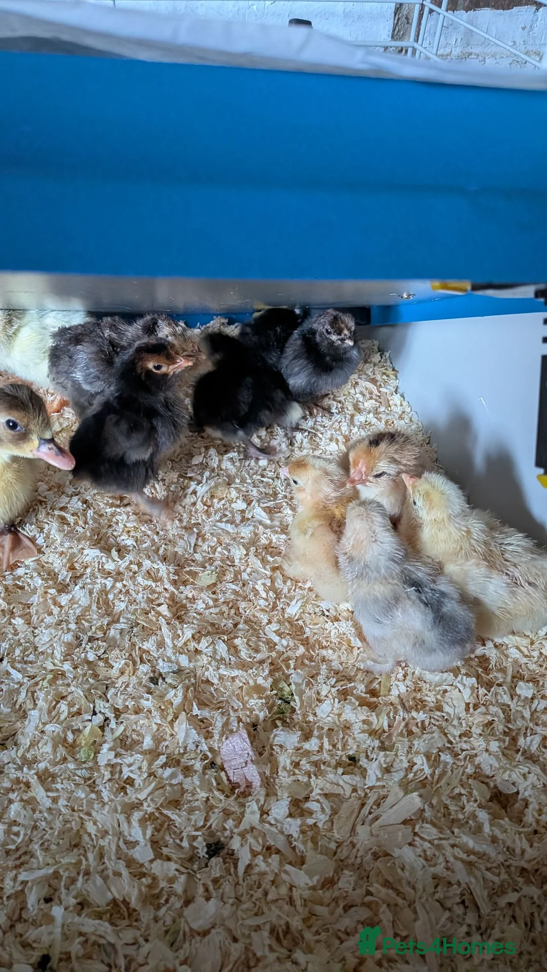 Chickens poultry for sale: Day old bantums and hybrids  - Advert 2