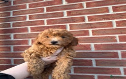 Poochon dogs for sale:  Loving Puppies Looking for Their Forever Homes 🏡 - Image 9