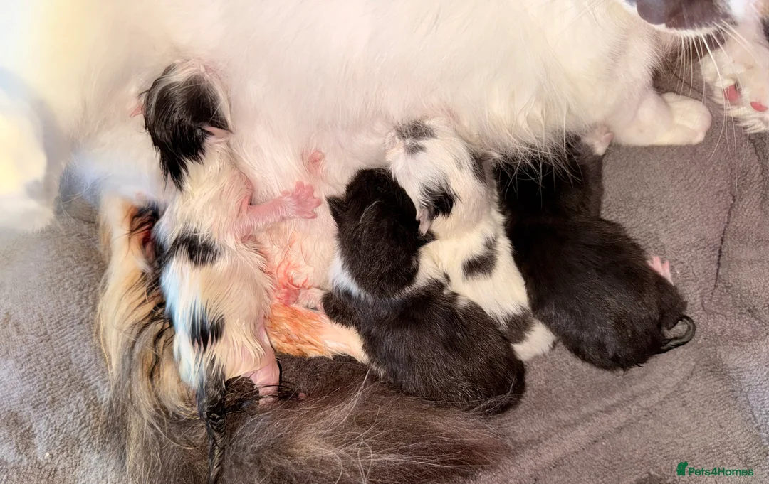 Mixed Breed cats for sale: 3 super friendly girls  - Advert 3