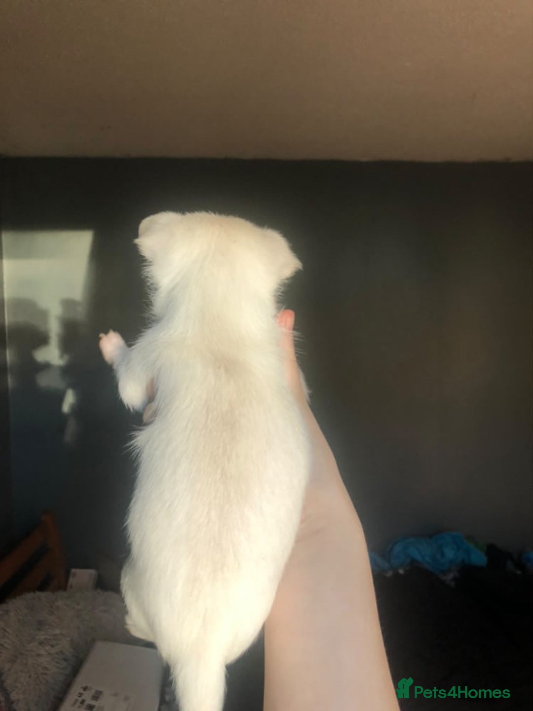 Pomchi dogs for sale: 🐾MALE POMCHI PUPPIES🐾 - Advert 35