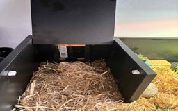 Turtle reptiles for sale: Horsefield turtle - Image 8
