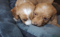 Cockapoo dogs for sale: Gorgeous cockerpoo  puppies for sale  - Image 18