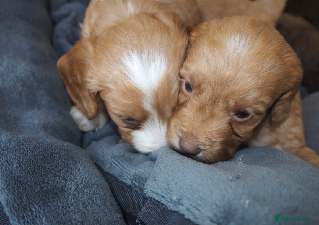 Cockapoo dogs for sale: Gorgeous cockerpoo  puppies for sale  - Image 18