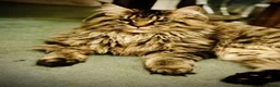 Maine Coon cats for sale: Maine coon kittens  - Advert 13