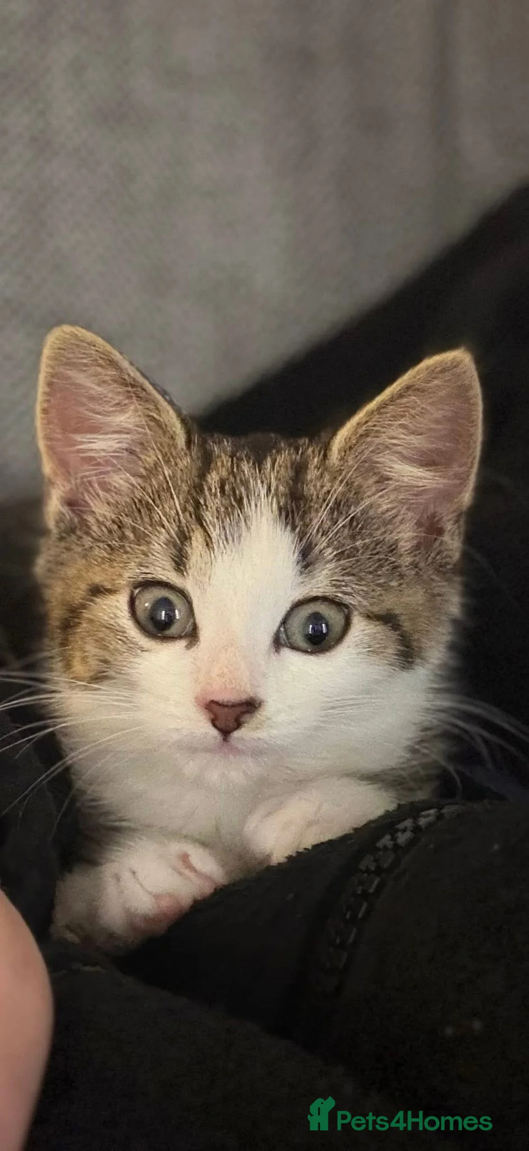 Mixed Breed cats for sale: 14 week old tabby girl kitten in Runcorn - Advert 3
