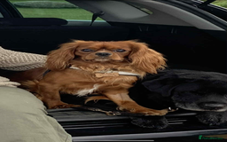 Cavalier King Charles Spaniel dogs for sale: Cavalier King Charles spaniels  - Image 12