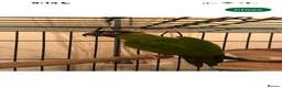 Conures birds for sale: Black capped conure - Advert 5