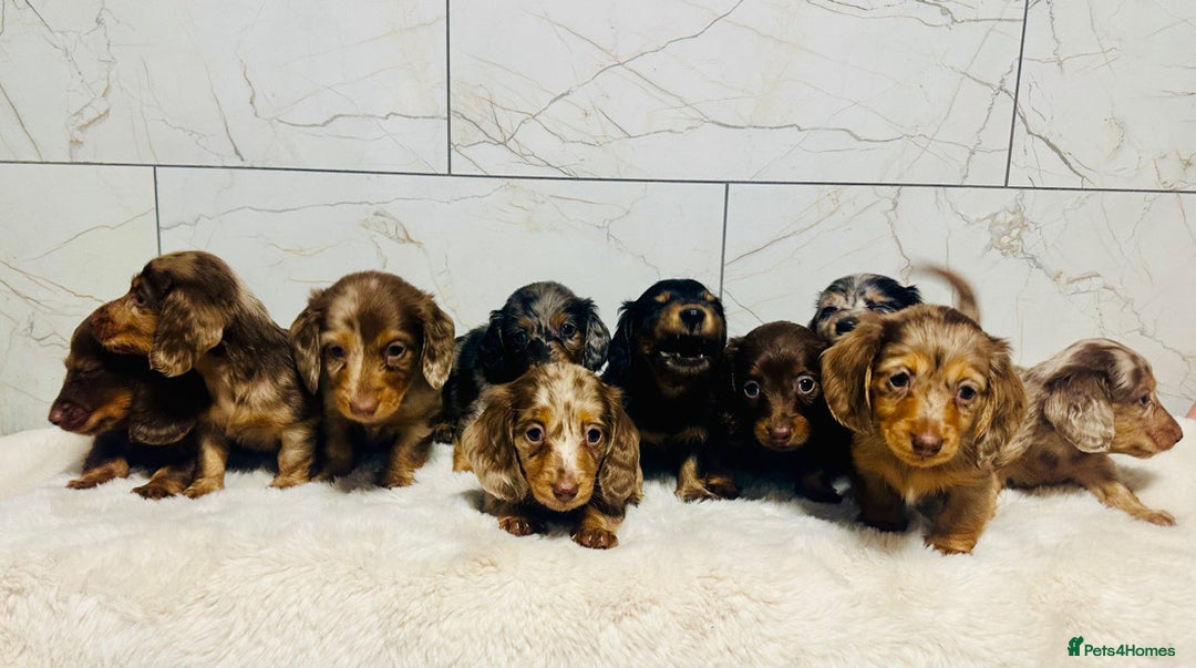 Miniature Dachshund dogs for sale: Long haired dachshund  - Image 1