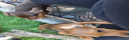 Mixed Breed dogs for sale: Cockerdale puppies looking for they new homes - Advert 8