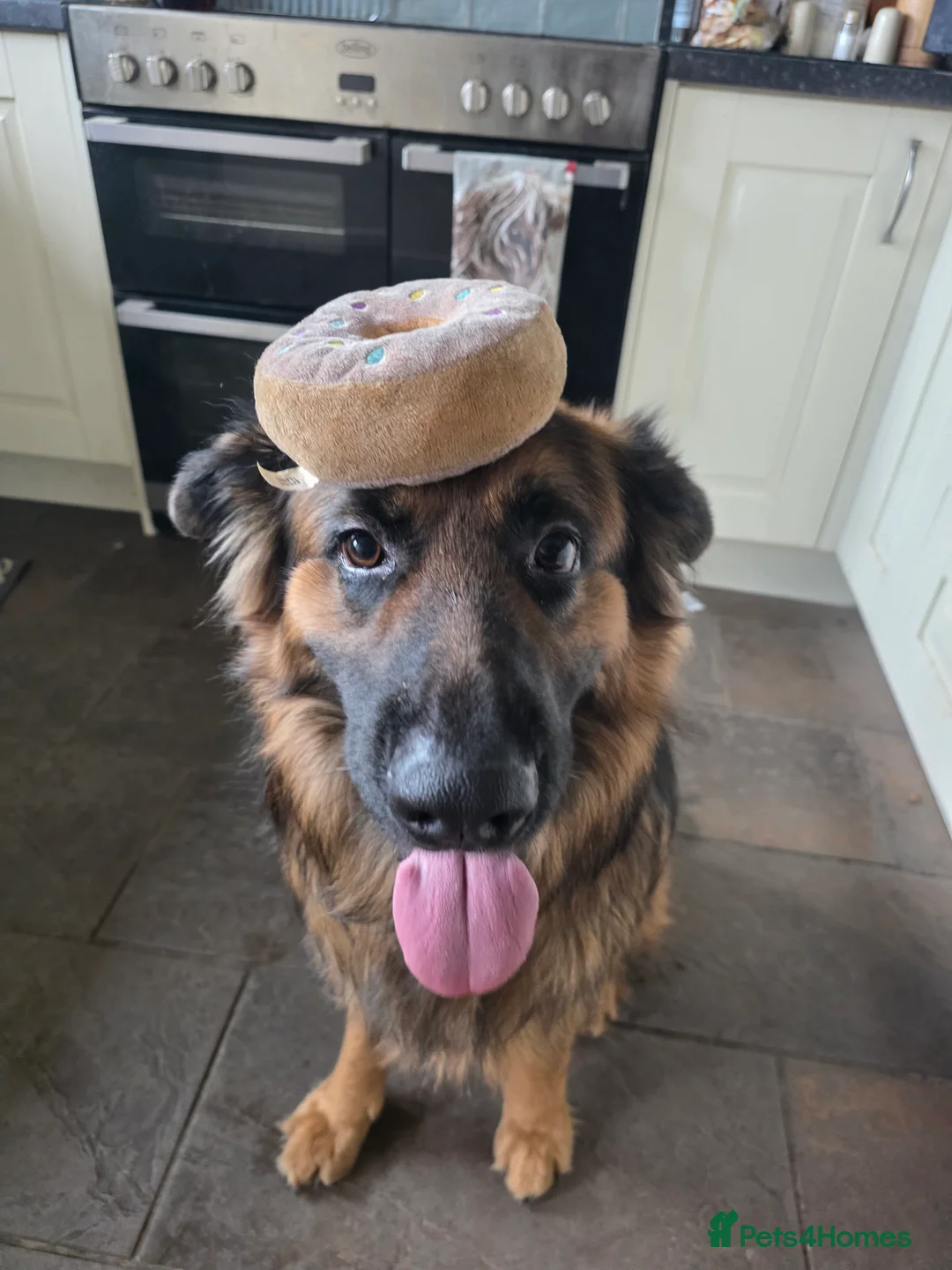 German Shepherd dogs for sale: Kyza  in Oswestry - Advert 2