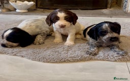 Cocker Spaniel dogs for sale: 2 blue roan cocker spaniel puppies &tri colour pup - Image 6
