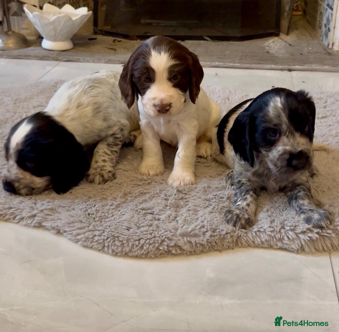 Cocker Spaniel dogs for sale: 2 blue roan cocker spaniel puppies &tri colour pup - Image 6