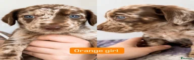 Labradoodle Orange 