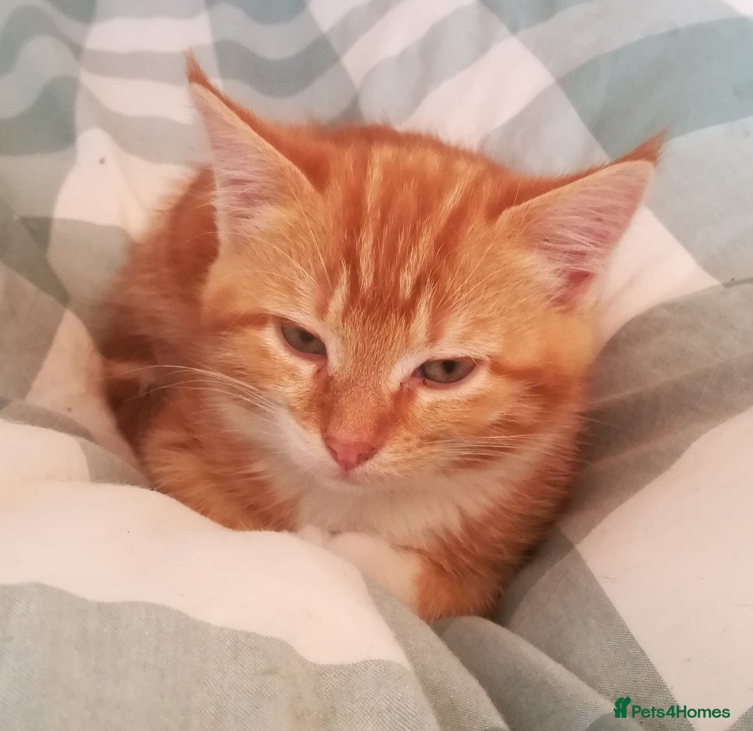 Mixed Breed cats for sale: CLEVER, BEAUTIFUL, KITTENS READY FOR FOREVER HOMES - Image 8
