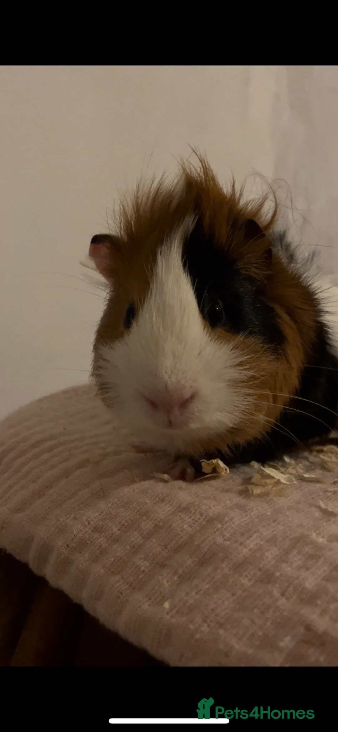 Guinea Pig rodents for sale: 2 male guinea pigs - Advert 2