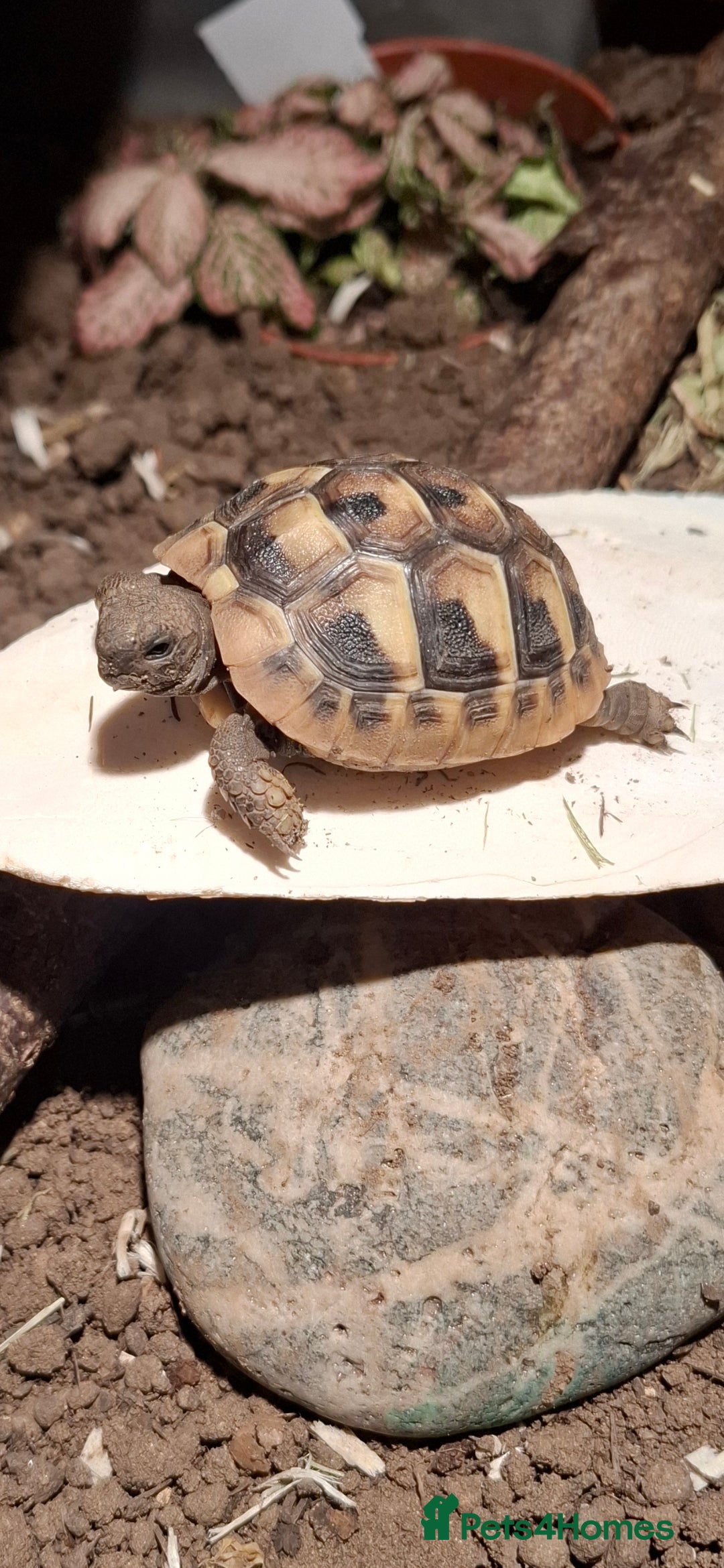 Tortoise reptiles for sale: Baby Herman and full set up - Advert 2