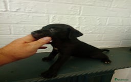 Patterdale Terrier dogs for sale: Patterdale pups for sale ready now - Image 30