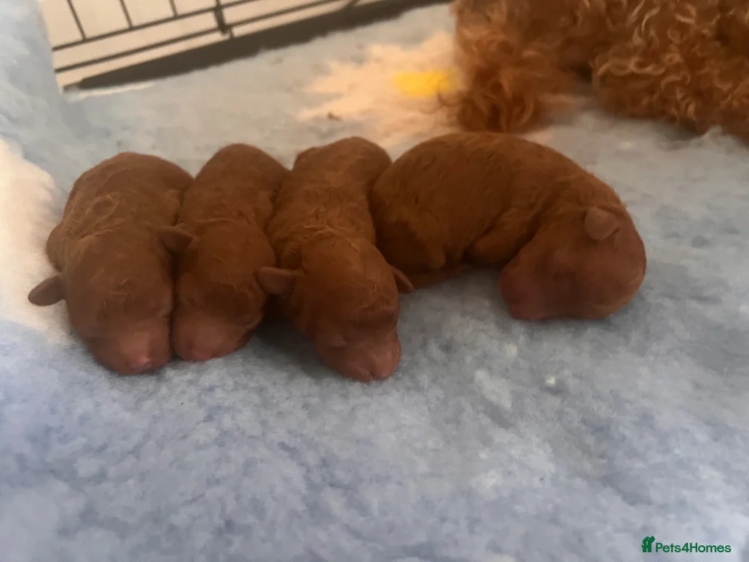 Toy Poodle dogs for sale: Deep red kc true size toy poodles - Advert 14