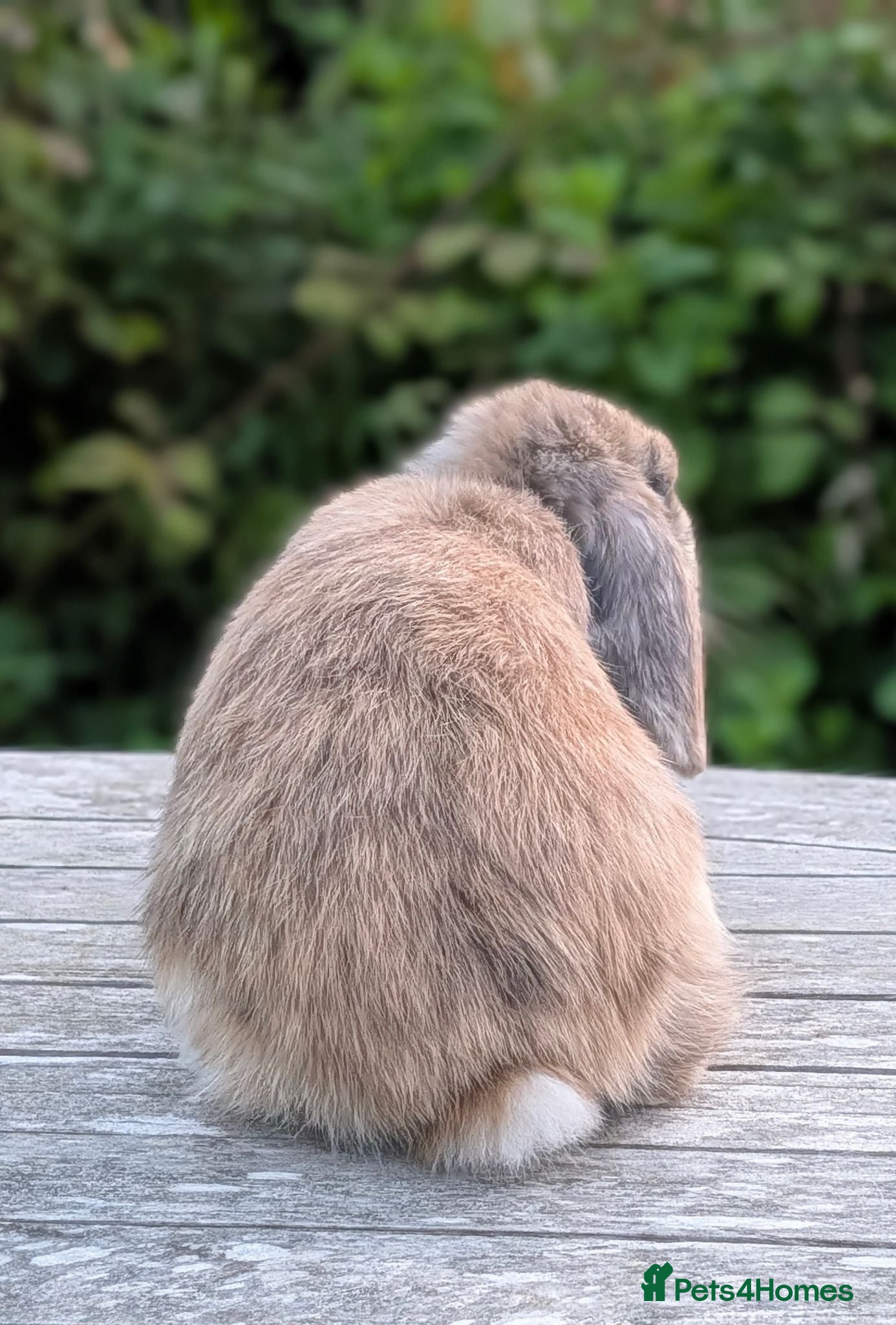 Mini Lop rabbits Adorable Pure Bred Mini Lop Male *Ready Now* - Advert 2