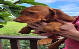 Hungarian Vizsla dogs for sale: Exceptional Vizsla Puppies - 5* Licenced Breeder  - Image 10