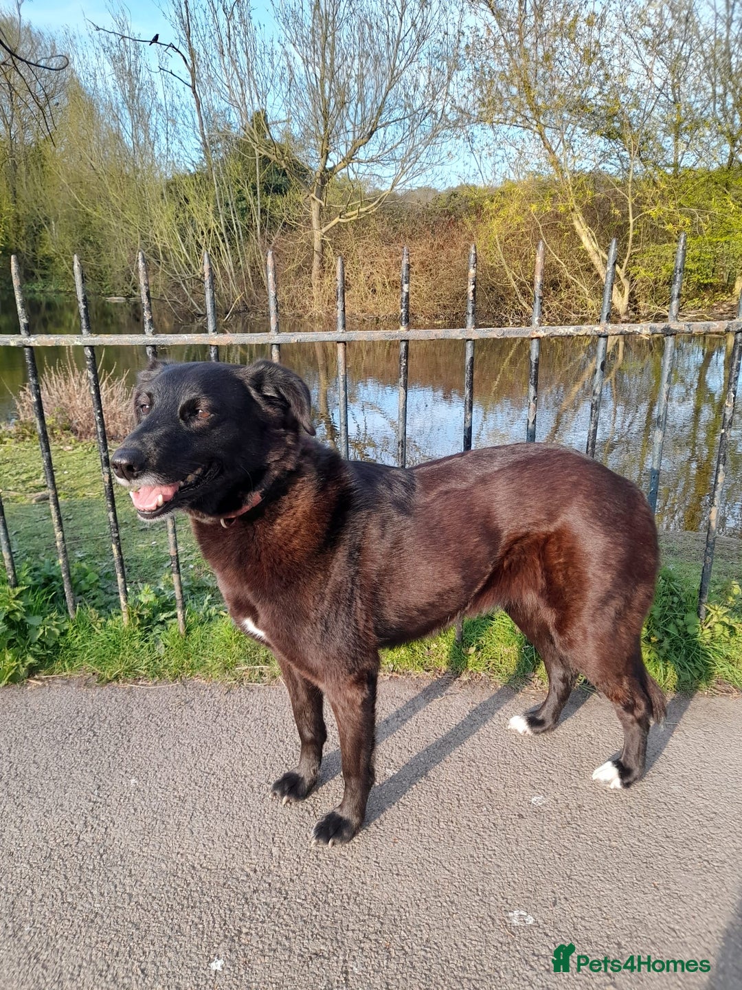 Mixed Breed dogs for adoption: Meet Callie - Advert 4