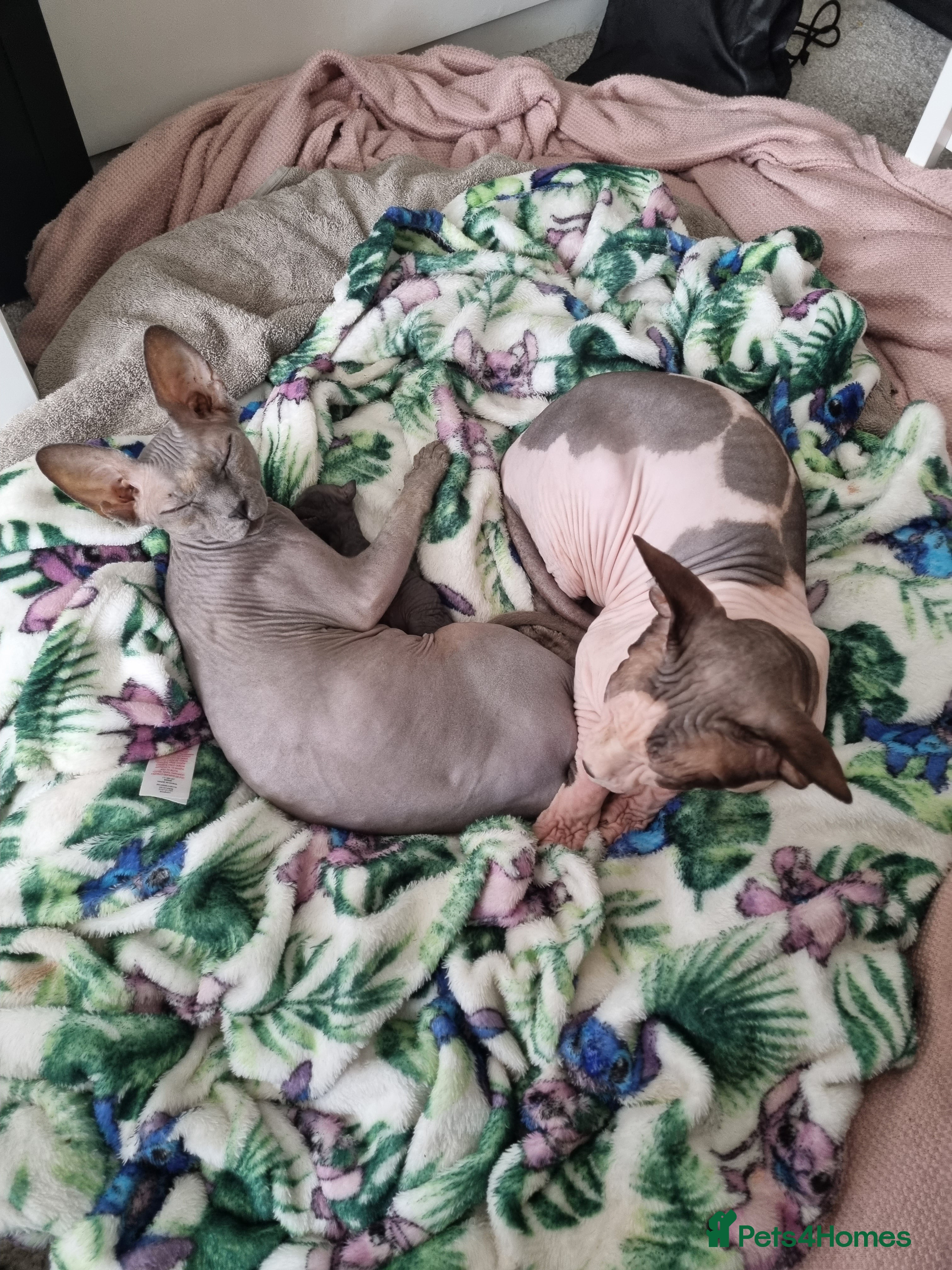 Sphynx cats Sphynx pair for loving home - Advert 2