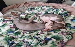 Sphynx cats for sale: Sphynx pair for loving home - Image 1