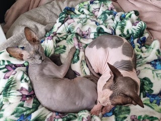Sphynx cats for sale - Advert 1