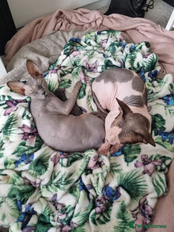 Sphynx cats - Advert 2