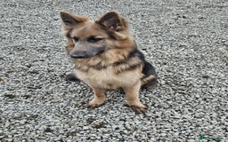 German Shepherd dogs for sale: German shepherd  - Advert 1