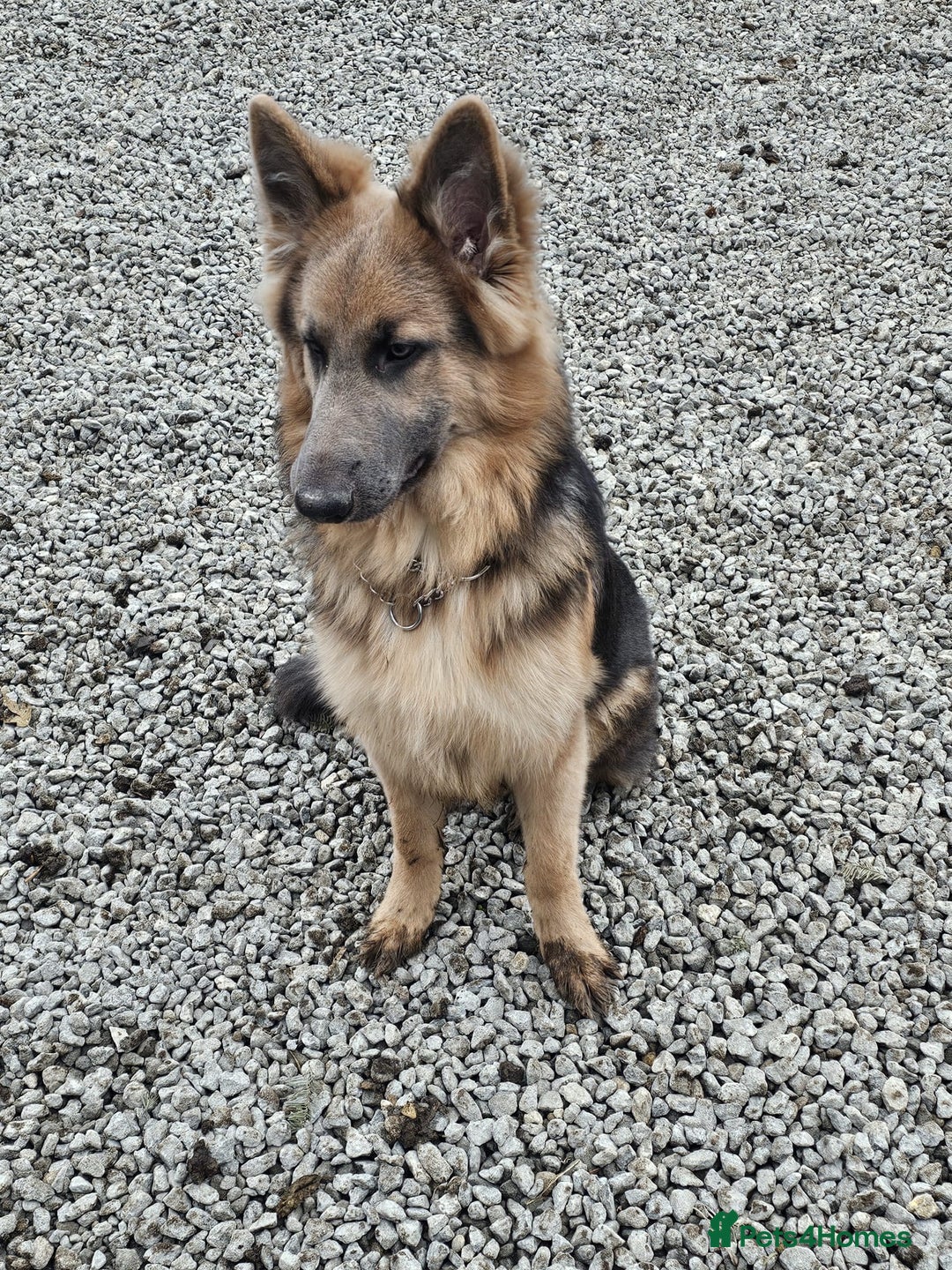 German Shepherd dogs for sale: German shepherd  - Advert 1