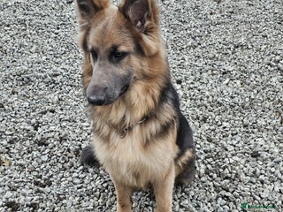 German Shepherd dogs for sale: German shepherd - Advert 1
